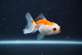 2Pack Thai Oranda   2 Inch (ID#1126ToPTD-2) Free2Day SHIPPING