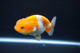 Juvenile Lionchu  Red White 3 Inch (ID#1105R11b-15) Free2Day SHIPPING