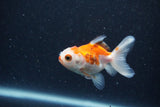 2Pack Thai Oranda   2 Inch (ID#1126ToPTD-2) Free2Day SHIPPING