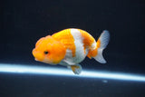 Juvenile Lionchu  Red White 3 Inch (ID#1105R11b-15) Free2Day SHIPPING