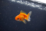 2Pack Thai Oranda   2 Inch (ID#1126ToPTD-2) Free2Day SHIPPING