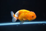 Juvenile Lionchu  Red White 3 Inch (ID#1105R11b-15) Free2Day SHIPPING