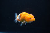 Juvenile Lionchu  Red White 3 Inch (ID#1105R11b-15) Free2Day SHIPPING