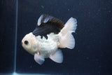 Thai Oranda  Panda 5 Inch (ID#0113To6c-112)