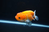 Juvenile Lionchu  Red White 3.5 Inch (ID#1105R11b-16) Free2Day SHIPPING