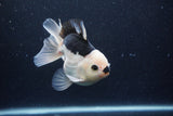 Thai Oranda  Panda 5 Inch (ID#0113To6c-112)