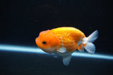 Juvenile Lionchu  Red White 3.5 Inch (ID#1105R11b-16) Free2Day SHIPPING