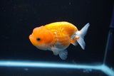 Juvenile Lionchu  Red White 3.5 Inch (ID#1105R11b-16) Free2Day SHIPPING