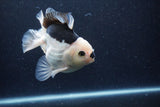 Thai Oranda  Panda 5 Inch (ID#0113To6c-112)