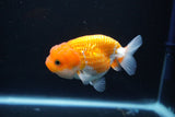 Juvenile Lionchu  Red White 3.5 Inch (ID#1105R11b-16) Free2Day SHIPPING