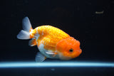 Juvenile Lionchu  Red White 3.5 Inch (ID#1105R11b-16) Free2Day SHIPPING