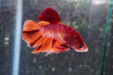 Giant Nemo Galaxy  Koi Plakat Male Betta (ID#801-M306) Free2Day SHIPPING