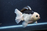 Thai Oranda  Panda 5 Inch (ID#0113To6c-112)