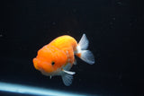 Juvenile Lionchu  Red White 3.5 Inch (ID#1105R11b-16) Free2Day SHIPPING