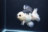 Thai Oranda  Panda 5 Inch (ID#0113To6c-112)