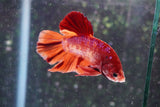 Giant Nemo Galaxy  Koi Plakat Male Betta (ID#801-M306) Free2Day SHIPPING