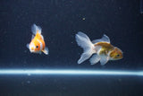 2Pack Thai Oranda   2 Inch (ID#1126ToPTD-4) Free2Day SHIPPING