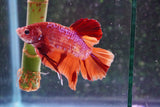 Giant Nemo Galaxy  Koi Plakat Male Betta (ID#801-M306) Free2Day SHIPPING