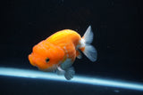 Juvenile Lionchu  Red White 3.5 Inch (ID#1105R11b-16) Free2Day SHIPPING