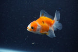 2Pack Thai Oranda   2 Inch (ID#1126ToPTD-4) Free2Day SHIPPING