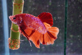 Giant Nemo Galaxy  Koi Plakat Male Betta (ID#801-M306) Free2Day SHIPPING