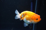 Juvenile Lionchu  Red White 3.5 Inch (ID#1105R11b-16) Free2Day SHIPPING