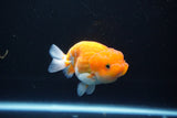 Juvenile Lionchu  Red White 3.5 Inch (ID#1105R11b-16) Free2Day SHIPPING