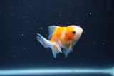 2Pack Thai Oranda   2 Inch (ID#1126ToPTD-4) Free2Day SHIPPING