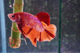 Giant Nemo Galaxy  Koi Plakat Male Betta (ID#801-M306) Free2Day SHIPPING