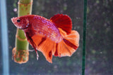 Giant Nemo Galaxy  Koi Plakat Male Betta (ID#801-M306) Free2Day SHIPPING