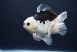 Thai Oranda  Panda 5 Inch (ID#0113To6c-112)