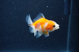 2Pack Thai Oranda   2 Inch (ID#1126ToPTD-4) Free2Day SHIPPING