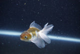 2Pack Thai Oranda   2 Inch (ID#1126ToPTD-4) Free2Day SHIPPING