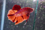 Giant Nemo Galaxy  Koi Plakat Male Betta (ID#801-M306) Free2Day SHIPPING