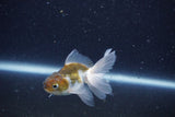 2Pack Thai Oranda   2 Inch (ID#1126ToPTD-4) Free2Day SHIPPING