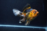 Thai Oranda  Tricolor  6 Inch (ID#0113To6c-113)