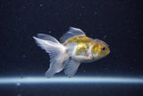 2Pack Thai Oranda   2 Inch (ID#1126ToPTD-4) Free2Day SHIPPING