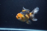 Thai Oranda  Tricolor  6 Inch (ID#0113To6c-113)