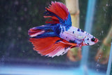 Candy Galaxy  Koi Halfmoon Male Betta (ID#801-M307) Free2Day SHIPPING