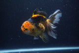 Thai Oranda  Tricolor  6 Inch (ID#0113To6c-113)