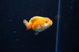Baby Ranchu  Red White 2.5 Inch (ID#325R9c-20) Free2Day SHIPPING
