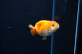 Baby Ranchu  Red White 2.5 Inch (ID#325R9c-20) Free2Day SHIPPING