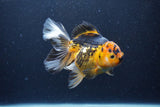 Thai Oranda  Tricolor  6 Inch (ID#0113To6c-113)