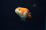Baby Ranchu  Red White 2.5 Inch (ID#325R9c-20) Free2Day SHIPPING