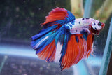 Candy Galaxy  Koi Halfmoon Male Betta (ID#801-M307) Free2Day SHIPPING