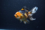 Thai Oranda  Tricolor  6 Inch (ID#0113To6c-113)