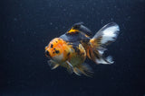 Thai Oranda  Tricolor  6 Inch (ID#0113To6c-113)