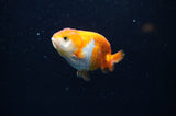 Baby Ranchu  Red White 2.5 Inch (ID#325R9c-20) Free2Day SHIPPING