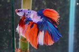 Candy Galaxy  Koi Halfmoon Male Betta (ID#801-M307) Free2Day SHIPPING