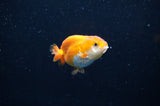 Baby Ranchu  Red White 2.5 Inch (ID#325R9c-20) Free2Day SHIPPING